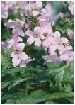 campanule loddon anna