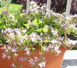 campanule poscharskyana lisduggan