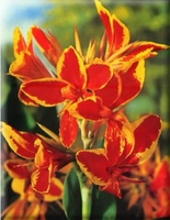 canna lucifer nain