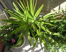 chamaerops, palmier de Chine