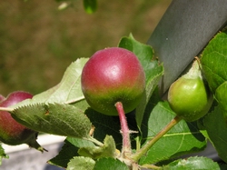 pomme rouge
