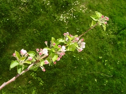 branche de pommier