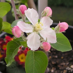 fleur de pommier