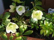 Helleborus Niger