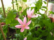 schyzostylis
