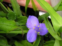 tradescantia