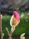 Magnolia