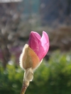 Magnolia