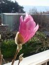 Magnolia