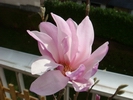 Magnolia