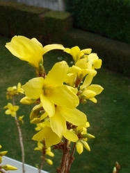 Forsythia