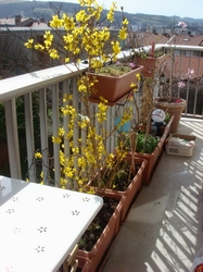 Forsythia
