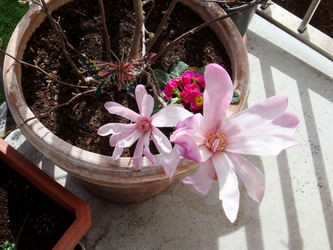Magnolia