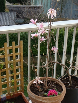 Forsythia