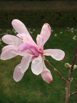Magnolia