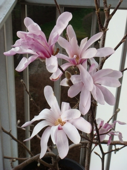 Magnolia