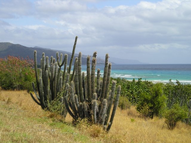 Photograph