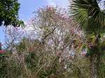 pink feather tree
